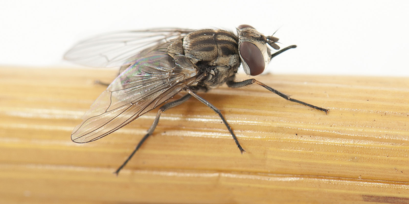 Plaga moscas en casa | Fumigaciones