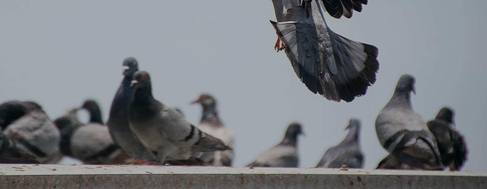 Palomas - GNT Control de Plagas