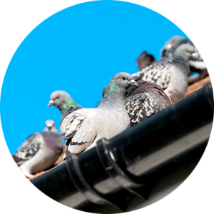 Ahuyentamiento de palomas