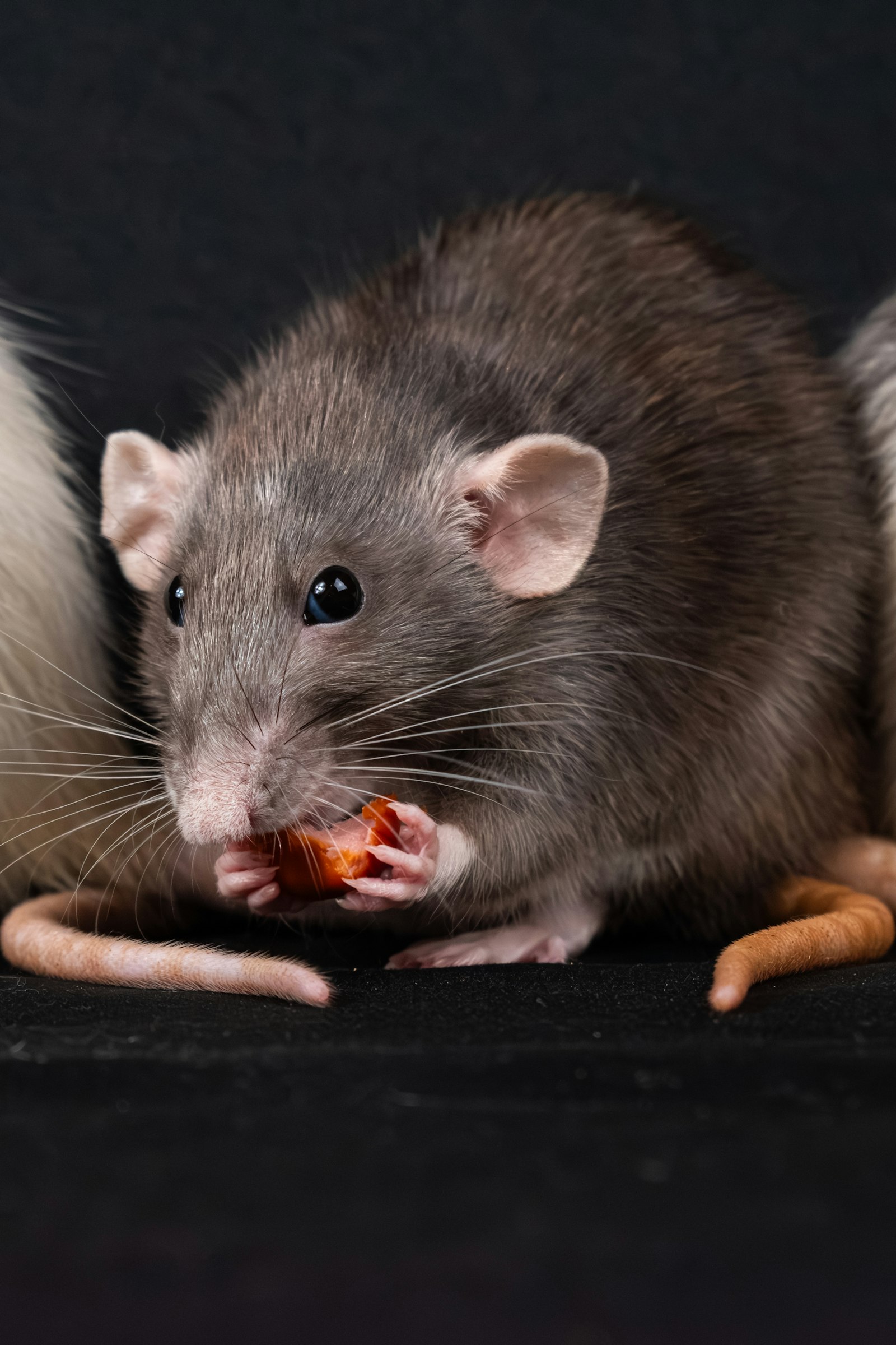 Ratas - desratización GNT Control de Plagas